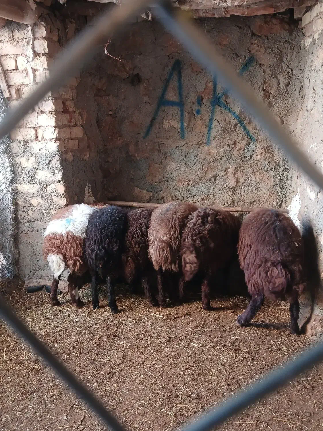 فروش بره|حیوانات مزرعه|زنده رود, |دیوار
