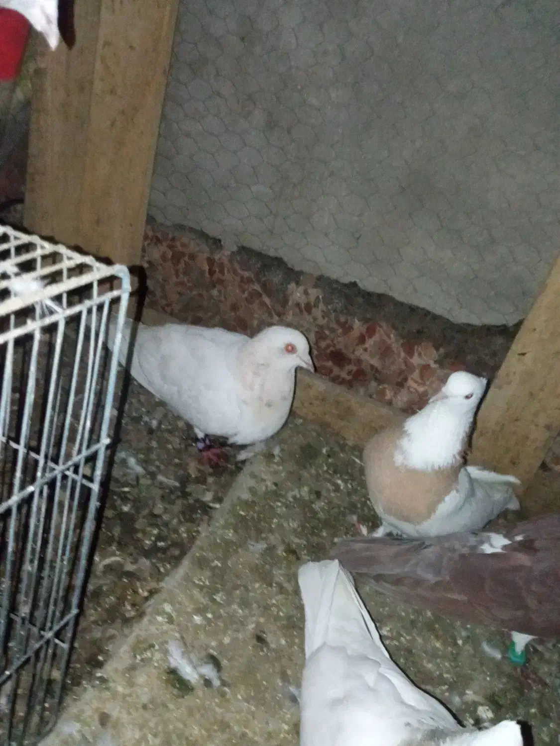 حراحی رنگه|حراج|سبزوار, قاضی زاد|دیوار