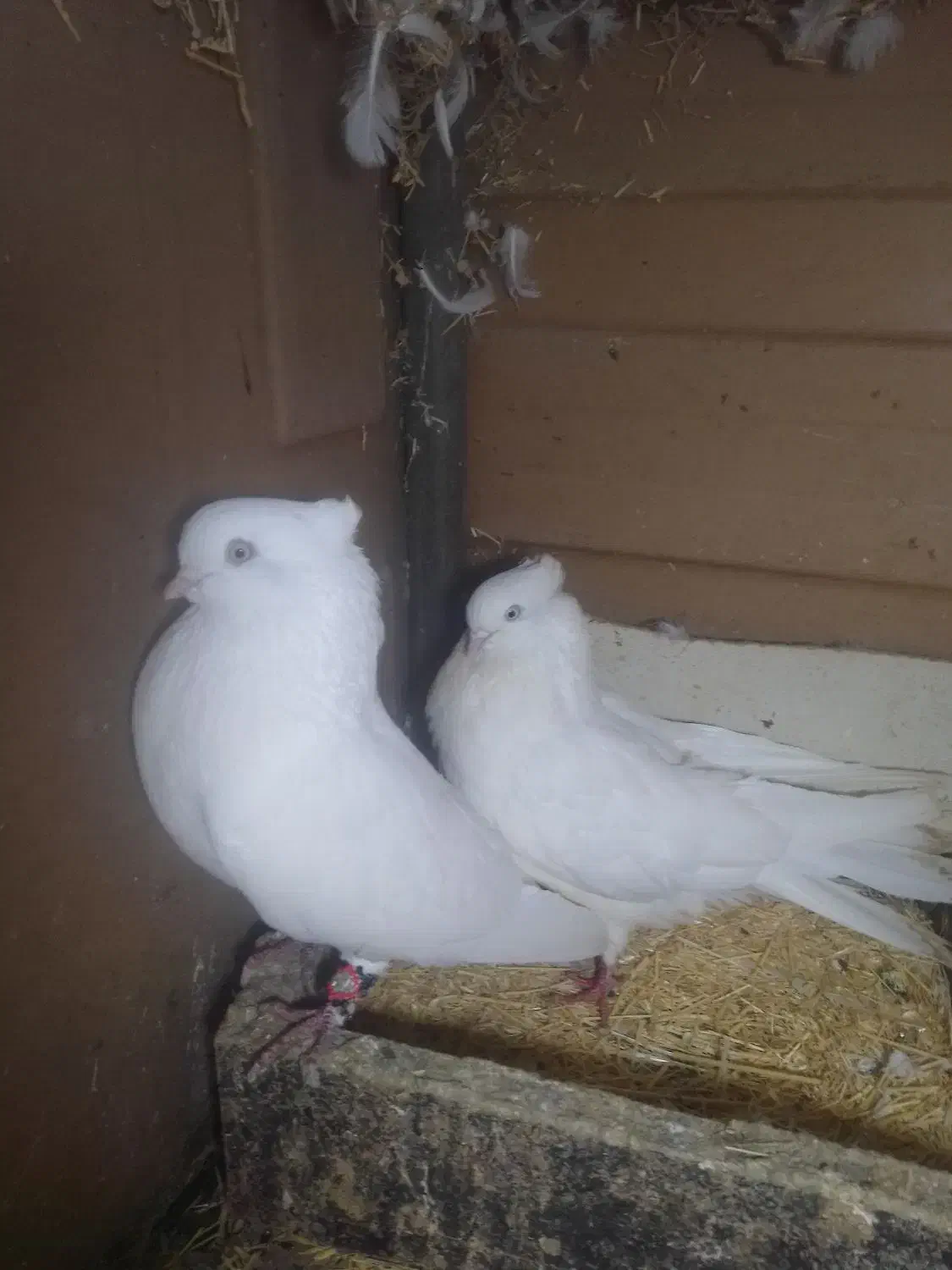 کبوترسفیدچشم سفید|پرنده|قائم‌شهر, |دیوار