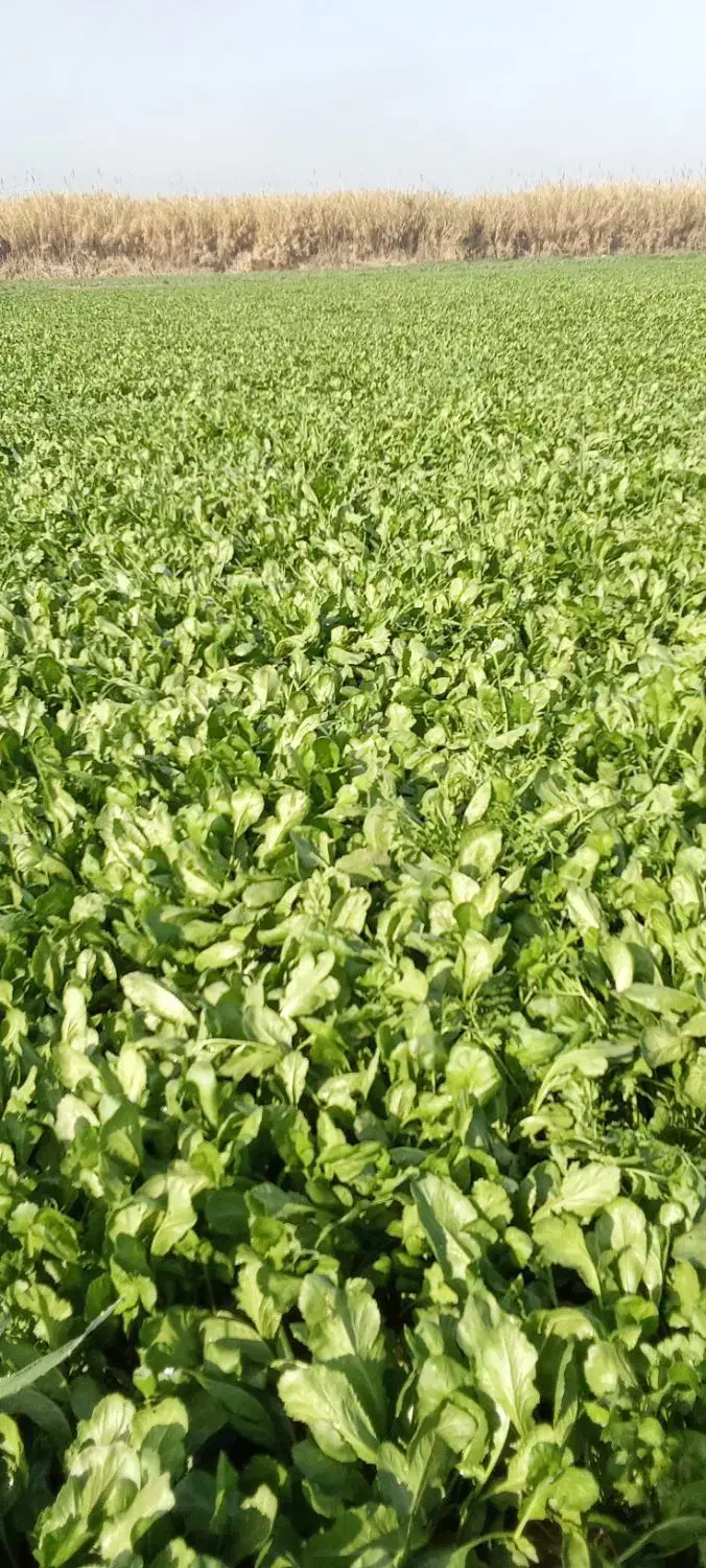 سبزی شاهی|خوردنی و آشامیدنی|گرگان, |دیوار