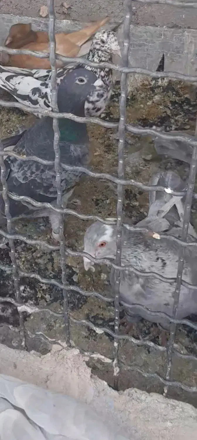 گمشده|پرنده|سبزوار, صالح آباد|دیوار