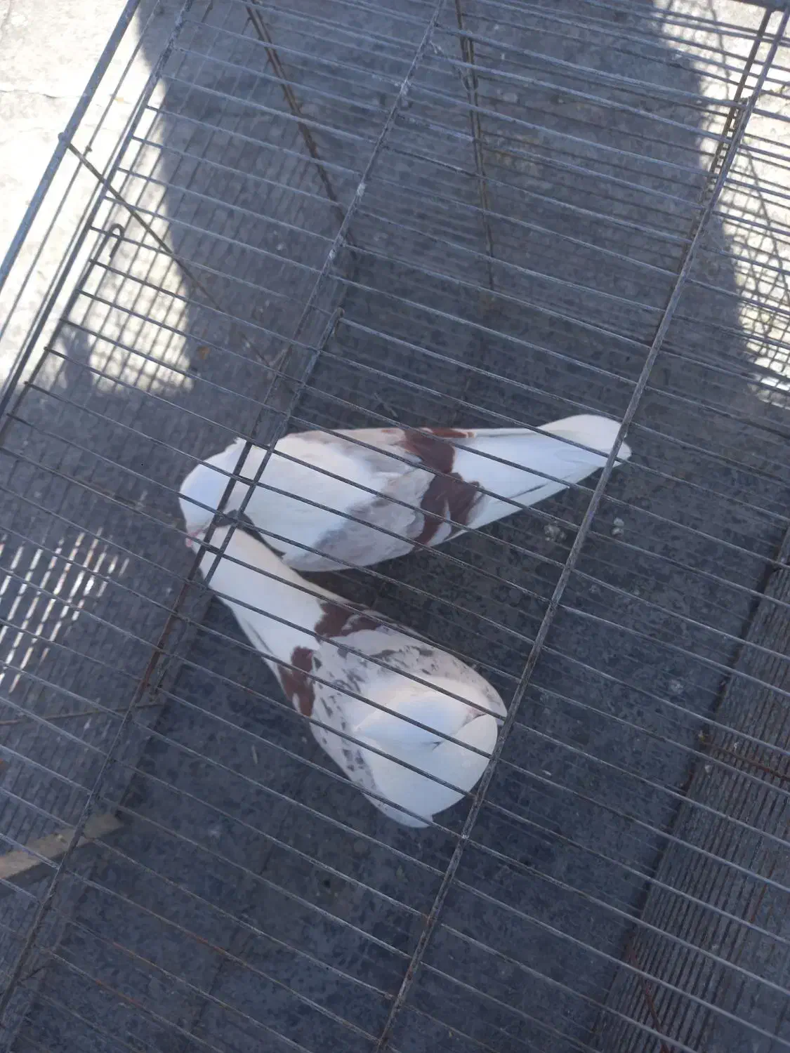 پلنگ نواتی|پرنده|شیروان (لرستان), |دیوار