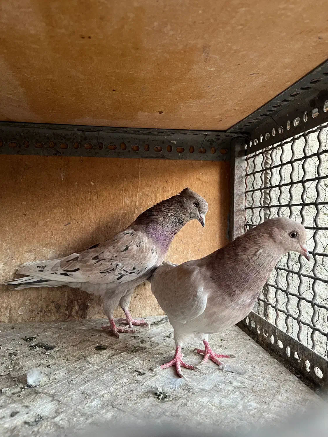 کفتر سرور|پرنده|اسلامشهر, مطهری|دیوار