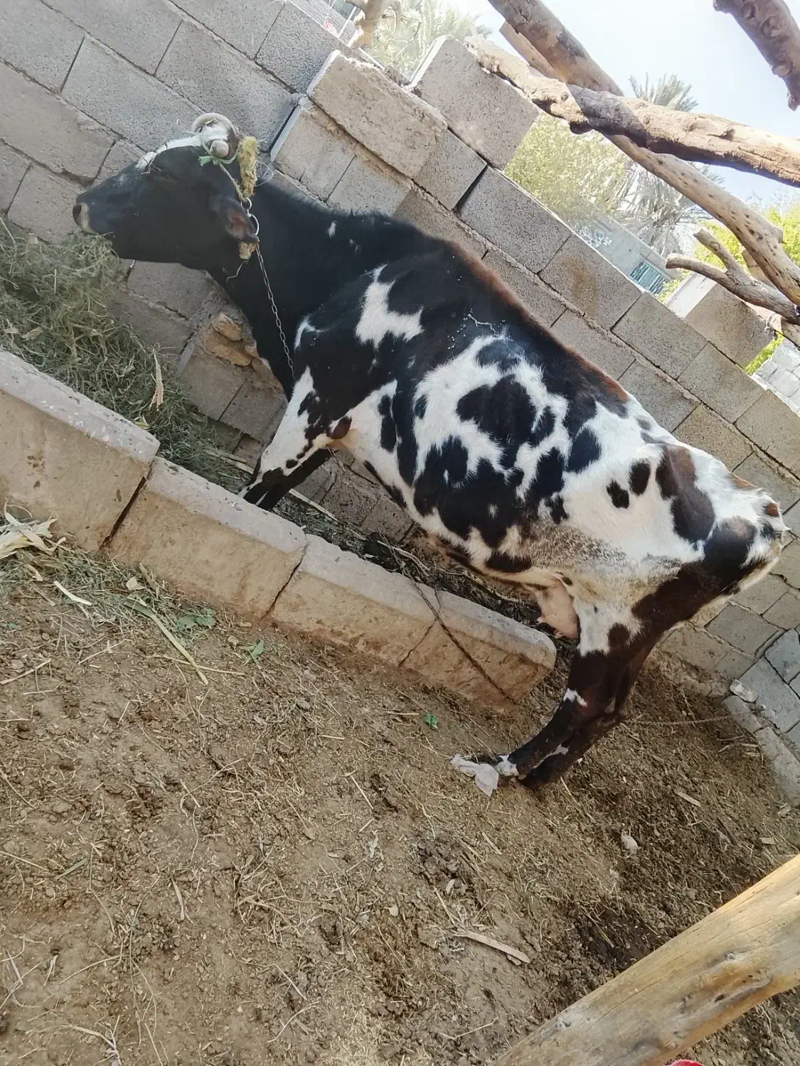 فروشی|حیوانات مزرعه|ارزوئیه, |دیوار