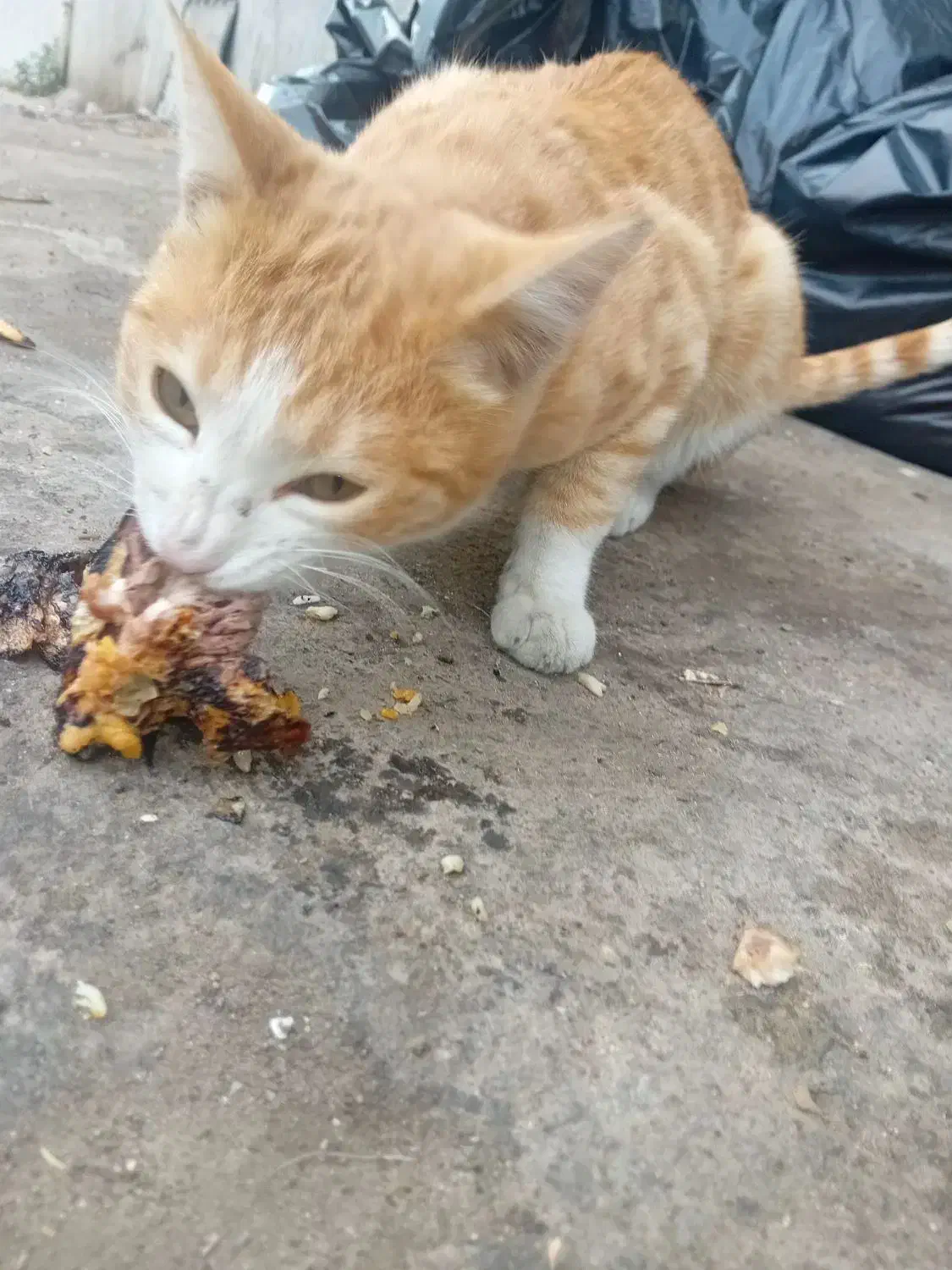 گربه|گربه|تبریز, |دیوار