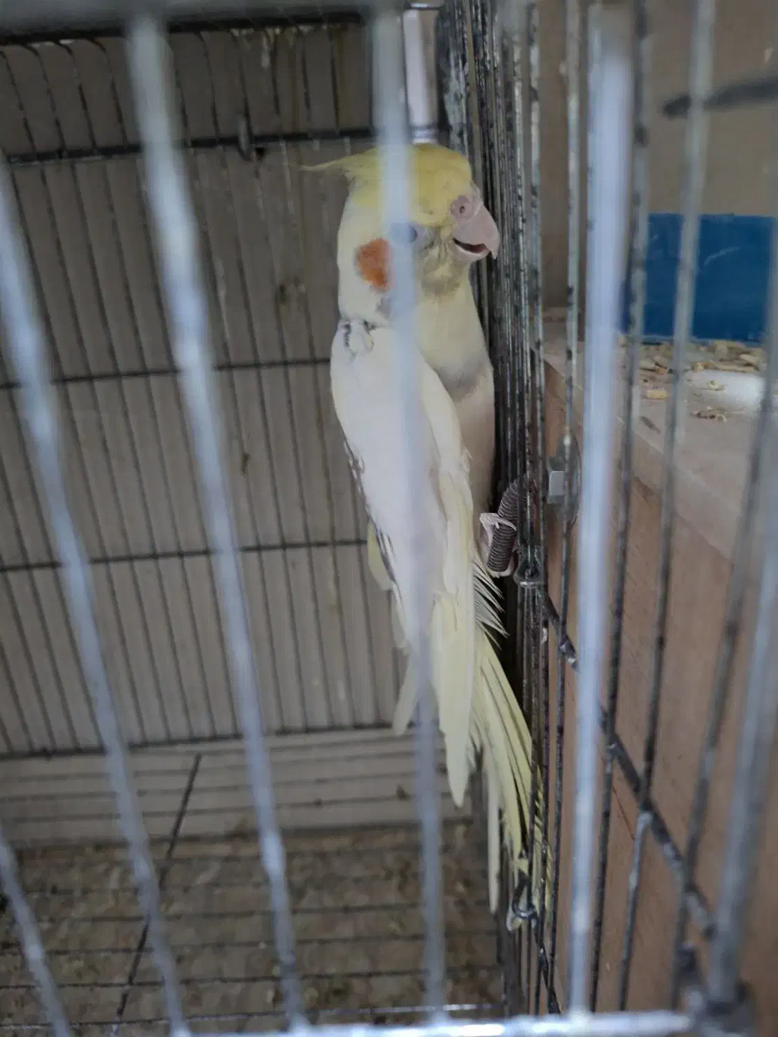 عروس هلندی بالغ نـر|پرنده|بندر کنگان, |دیوار