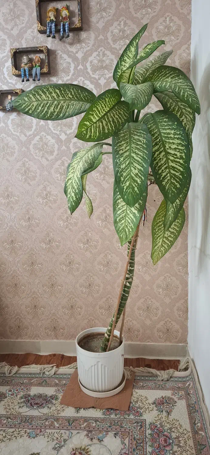 گل دیفن|گل و گیاه طبیعی|کرمانشاه, |دیوار