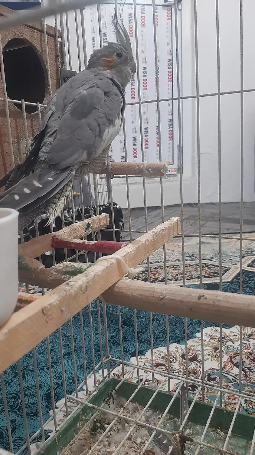 عروس هلندی|پرنده|قرچک, داوود آباد|دیوار