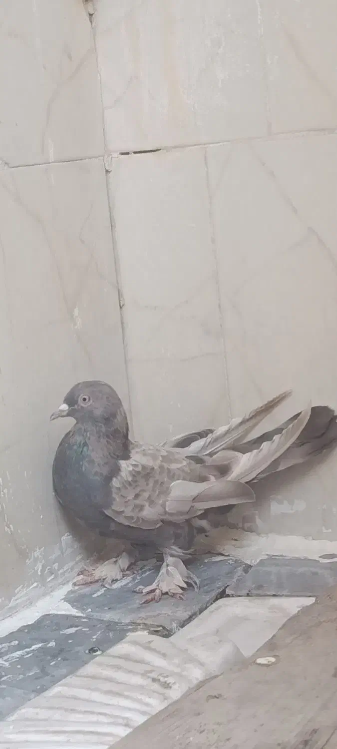 یک عدد کفتر|پرنده|مرند, |دیوار