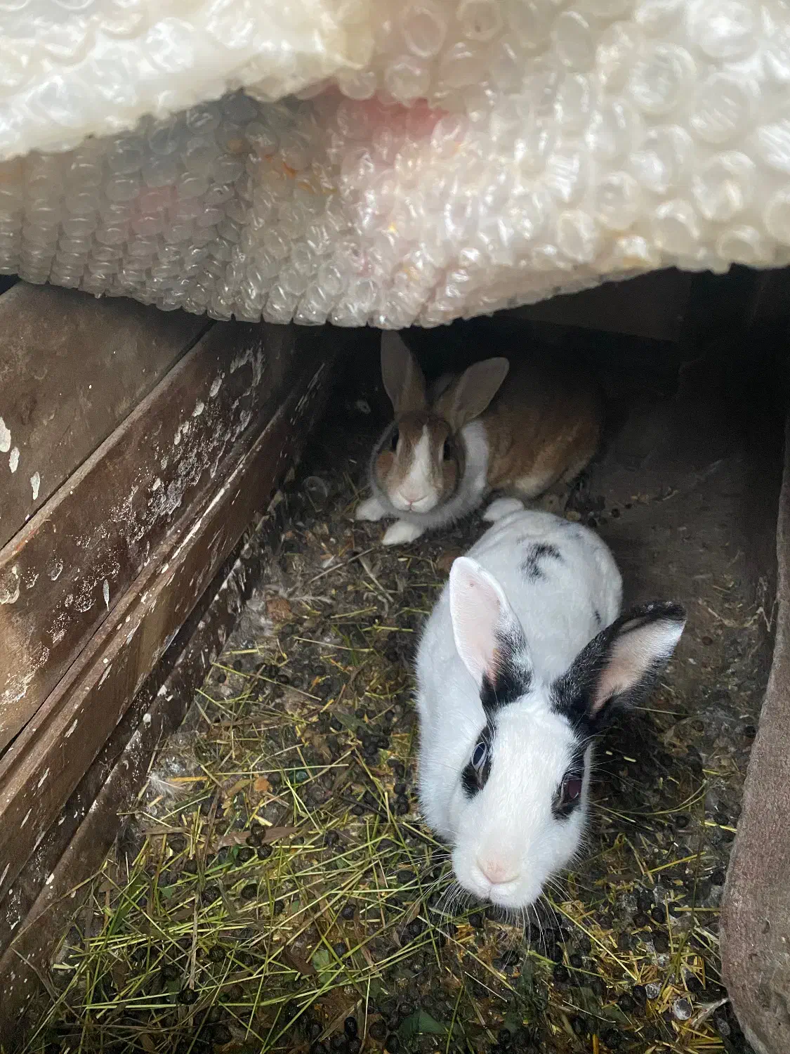 خرگوش|موش و خرگوش|کلاچای, |دیوار