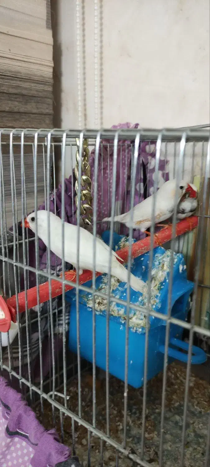 فنچ|پرنده|قزوین, |دیوار