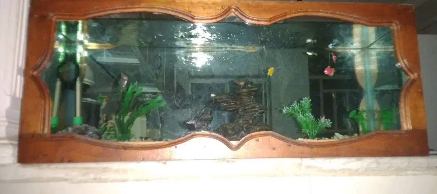 آکواریوم|ماهی|علیآباد کتول, |دیوار