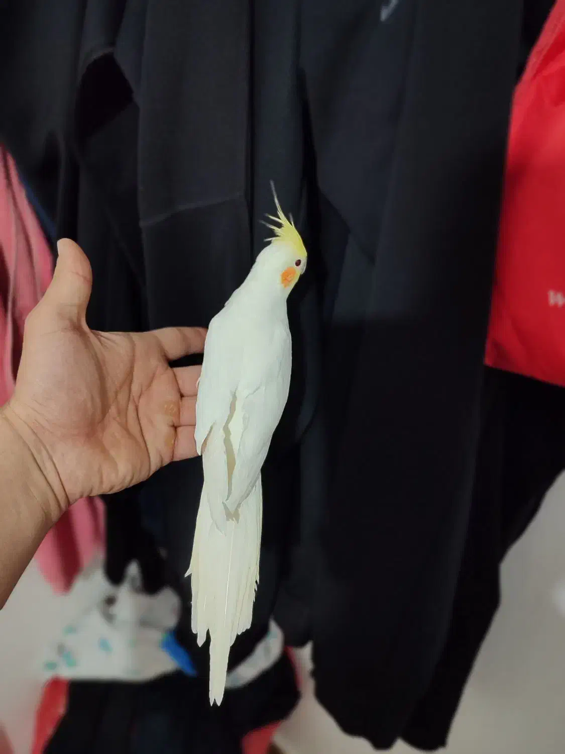 عروس هلندی نر دستی سخنگو معاوضه با قناری سرخ|پرنده|خرمآباد, |دیوار