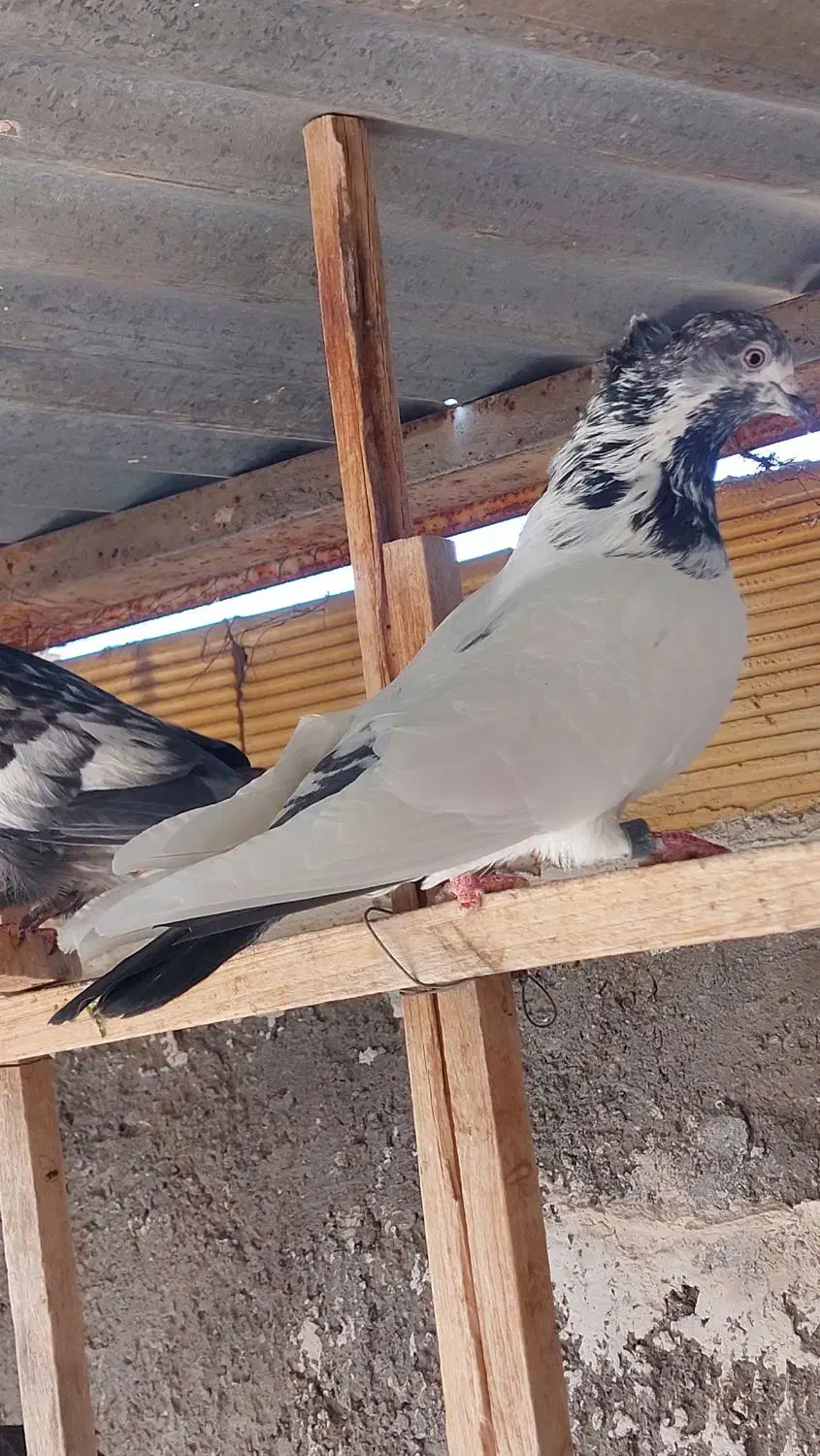 قاره های نامبروان|پرنده|آران و بیدگل, |دیوار