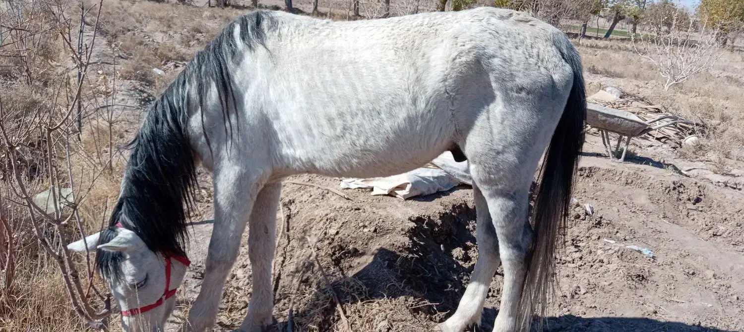 اسب|حیوانات مزرعه|تربت‌حیدریه, بالا ولایت|دیوار