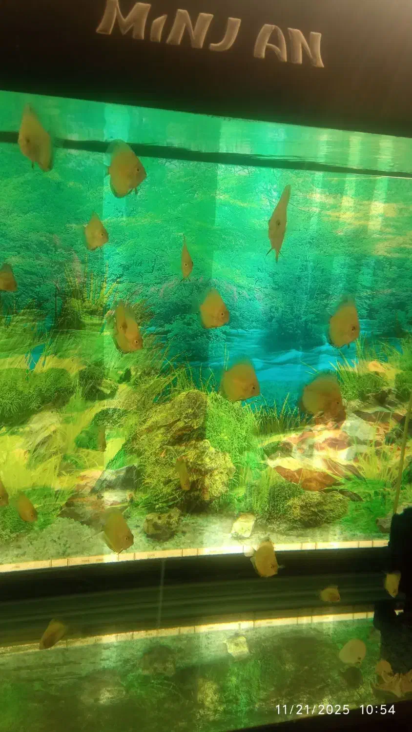 اکواریوم به همراه ماهی|ماهی|مشهد, کلاهدوز|دیوار