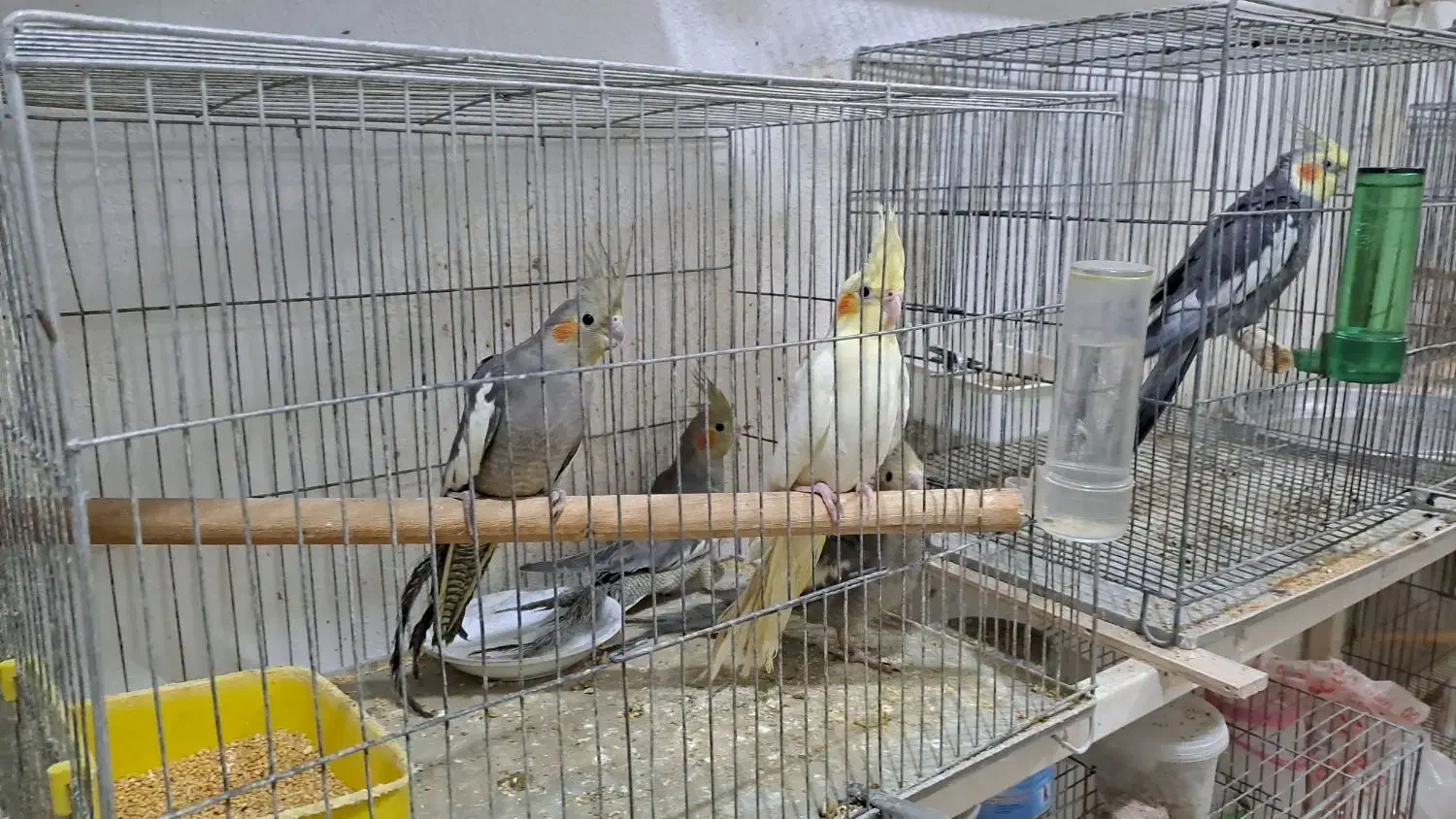 جوجه عروس 3 ماهه|پرنده|رشت, فلسطین|دیوار