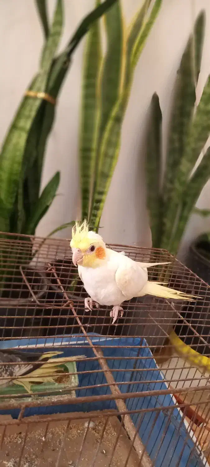 عروس هلندی دوماهه|پرنده|دیلمان, |دیوار