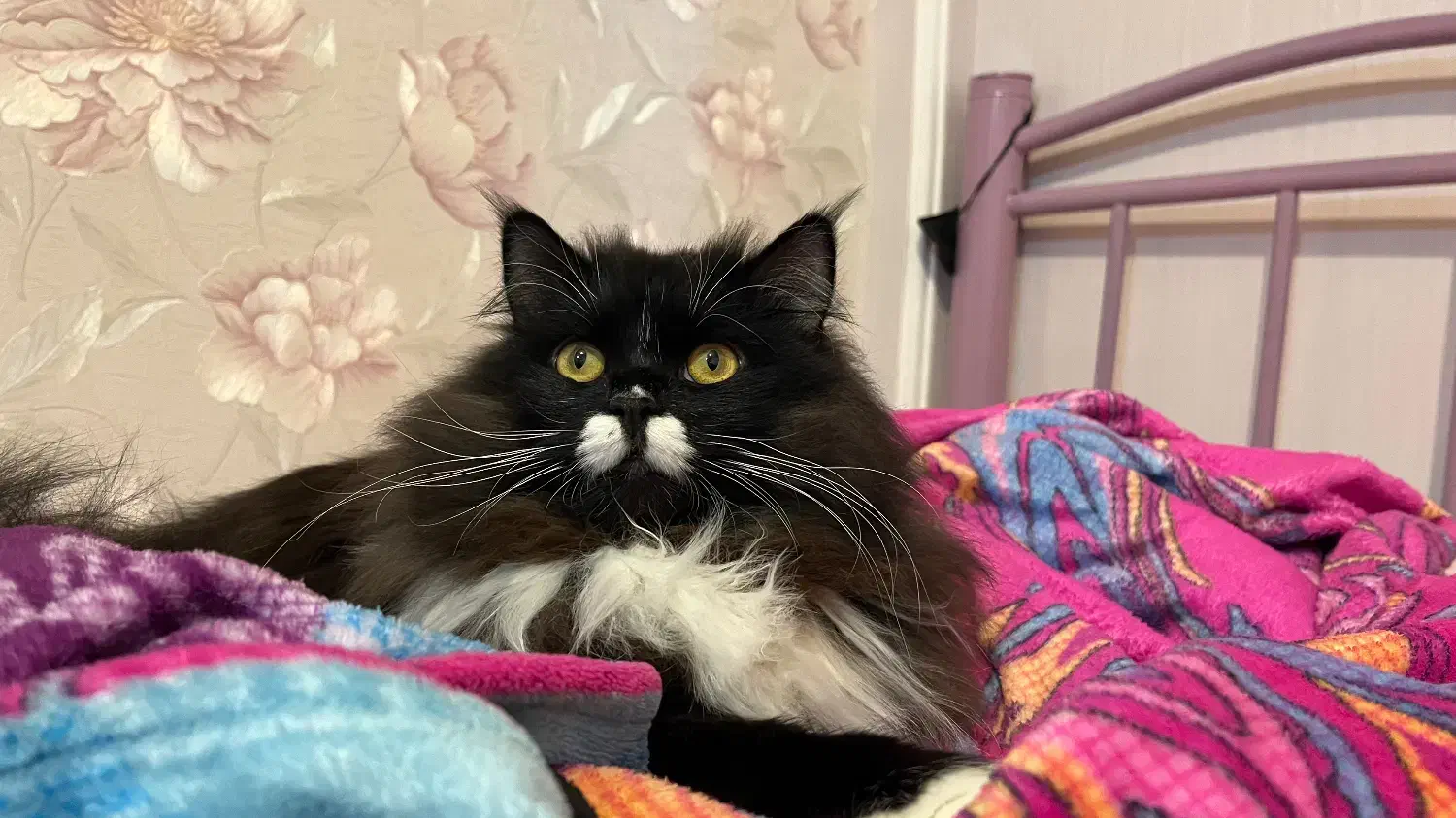 گربه پرشین نر|گربه|بابل, |دیوار