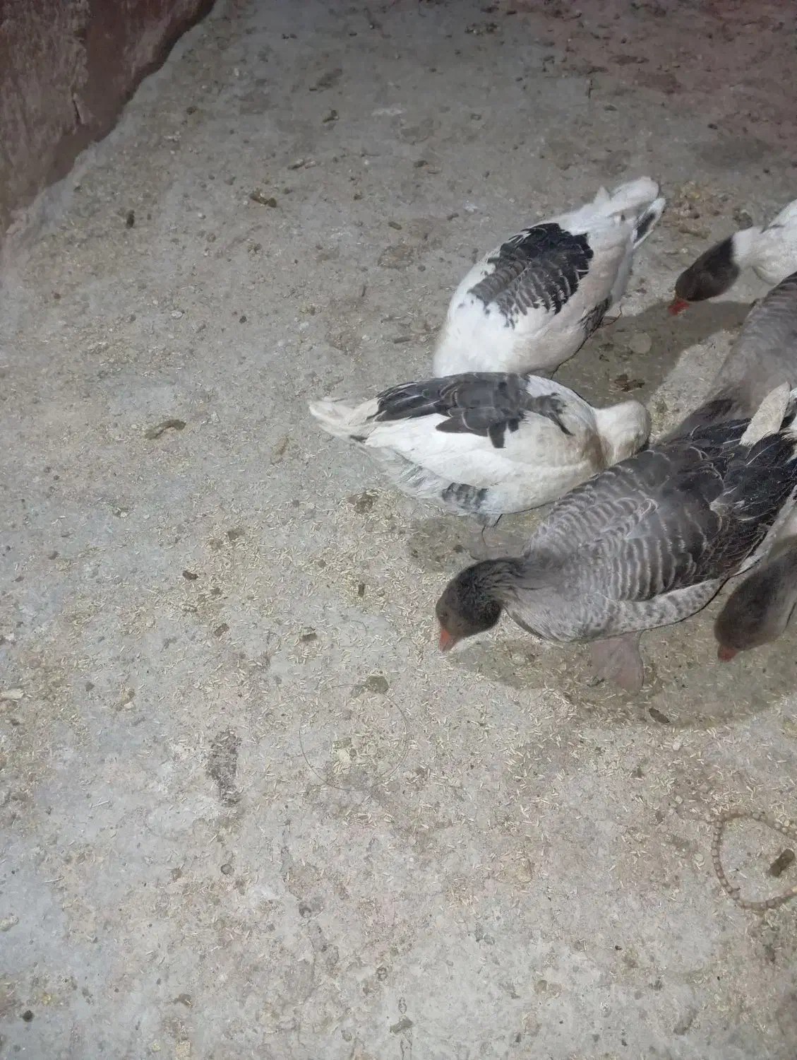 غاز خانگی|حیوانات مزرعه|مرودشت, ثبت احوال|دیوار