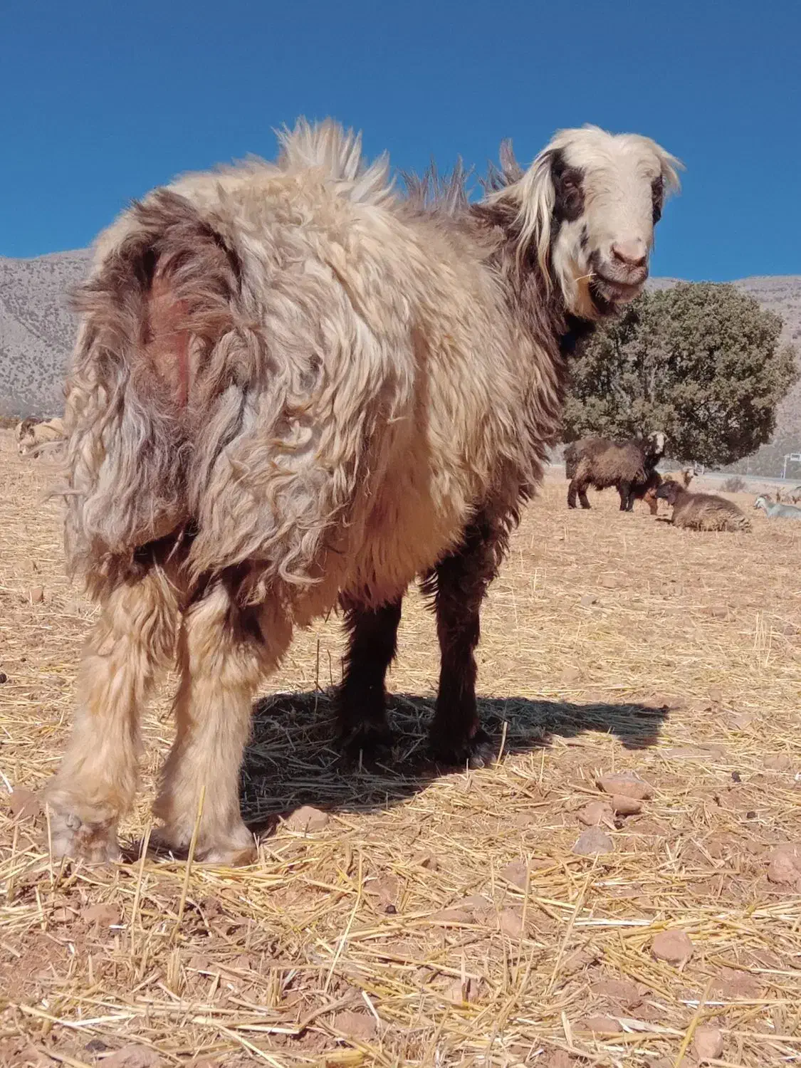 کوهع قوچ کری ترکی درجه یک میش بز کهره بره نر ماده|حیوانات مزرعه|بانش, |دیوار