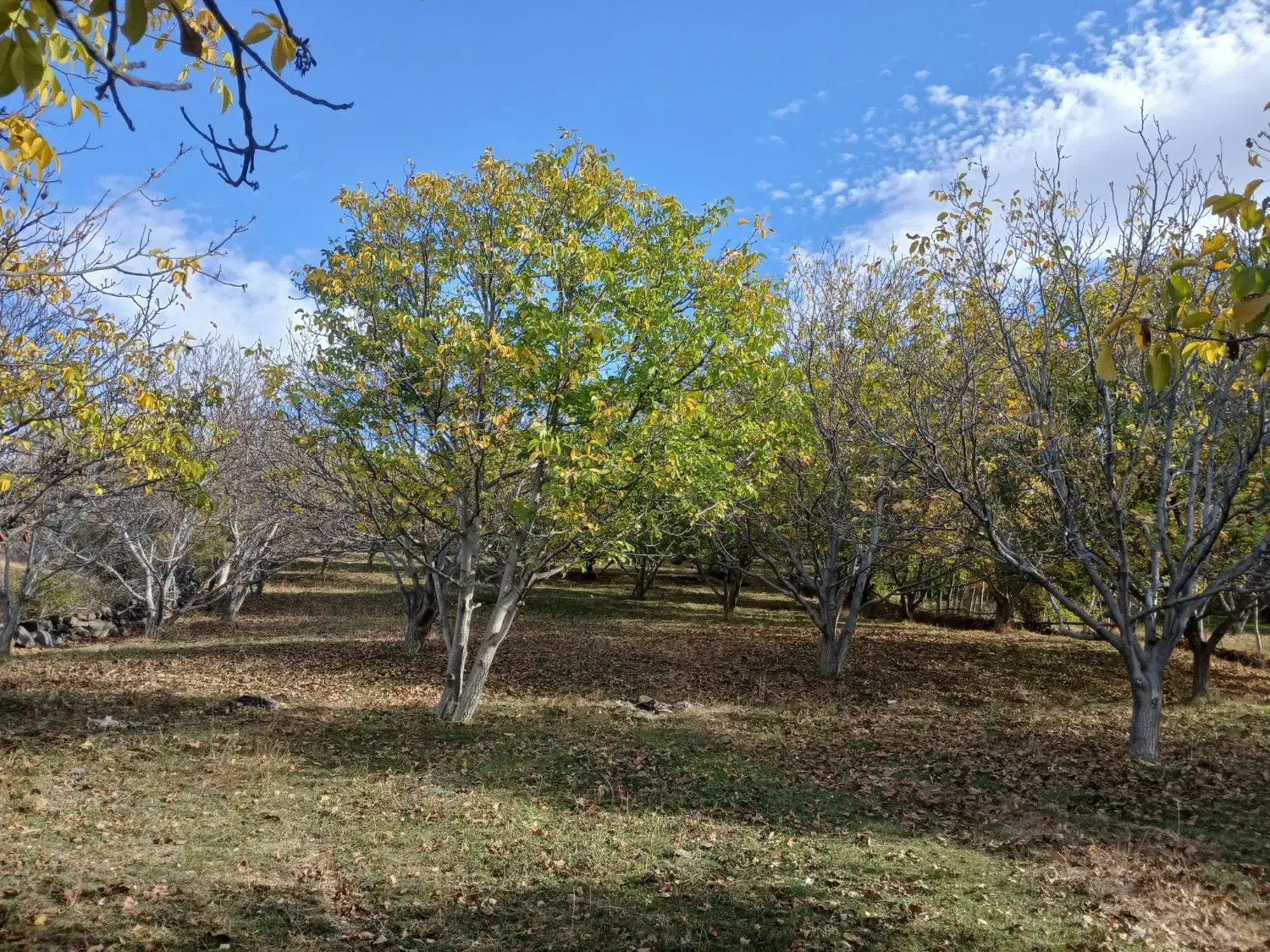 یک هکدار باغ گردو|فروش دفتر صنعتی، کشاورزی، تجاری|سراب, |دیوار