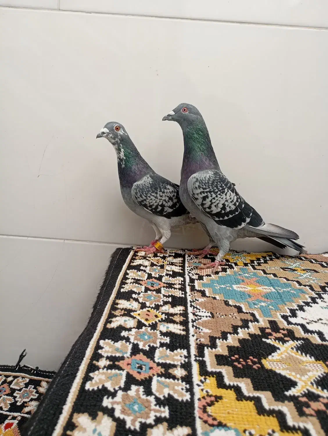 مسافتی|پرنده|سنندج, |دیوار