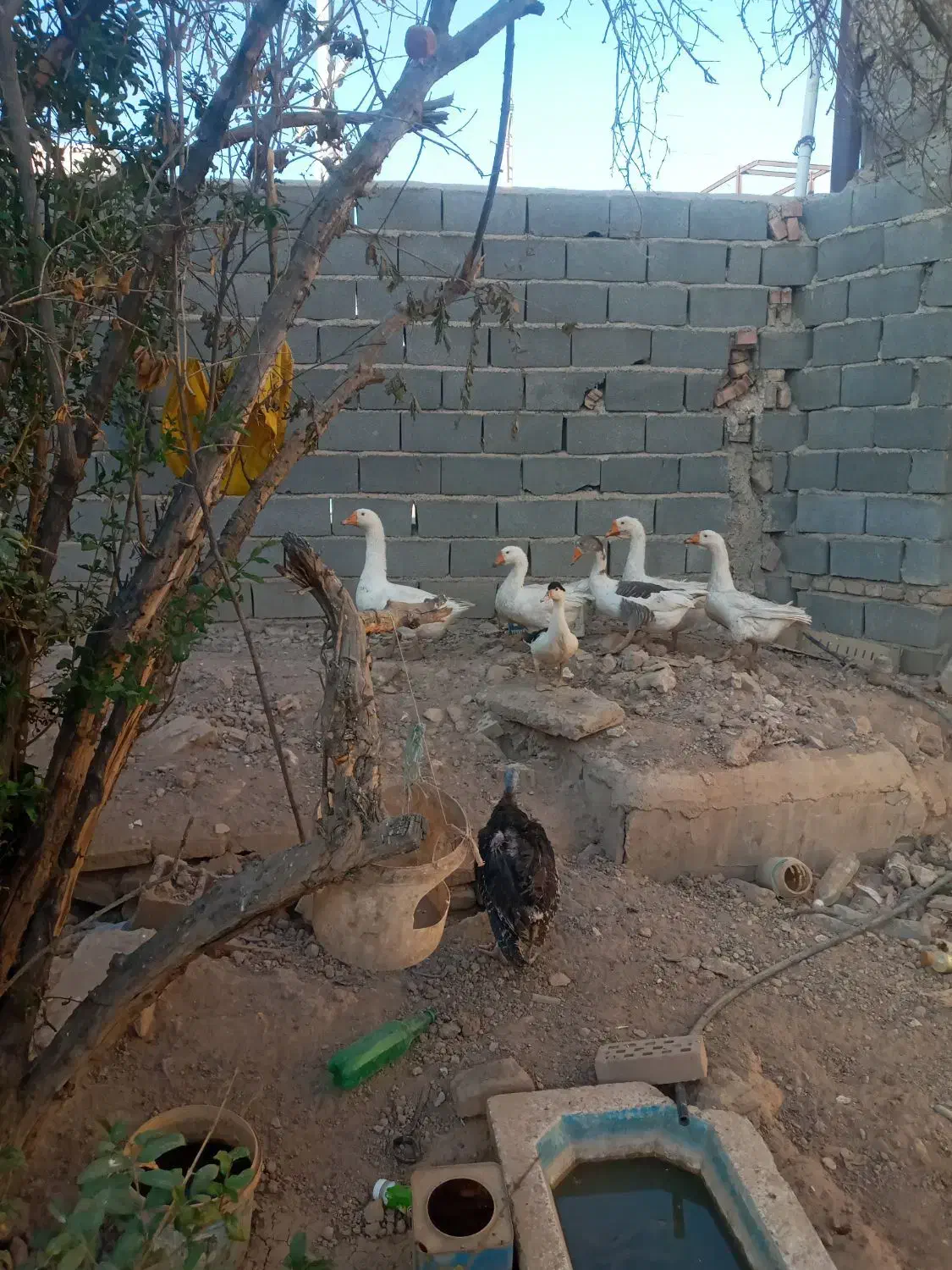 برای جابه جای به فروش میرسد|حیوانات مزرعه|شریفآباد, |دیوار