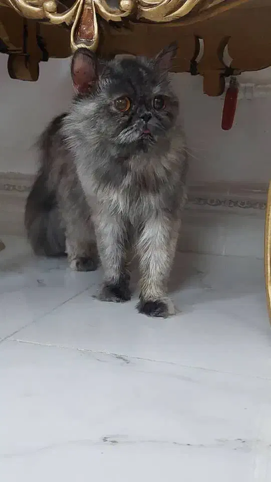 گربه بانژاذ|گربه|پلدختر, |دیوار