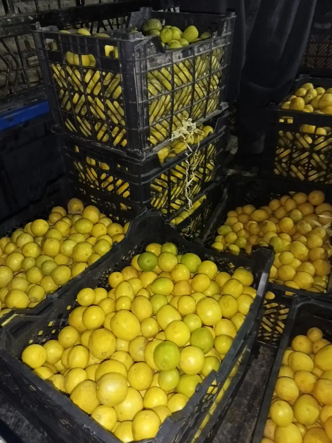 لیمو تازه و آبدار کیلو ۱85|حراج|کوهدشت, |دیوار