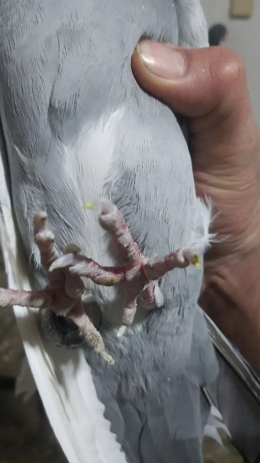 سبز پلنگ ‌، دم سفید|پرنده|زرند, |دیوار