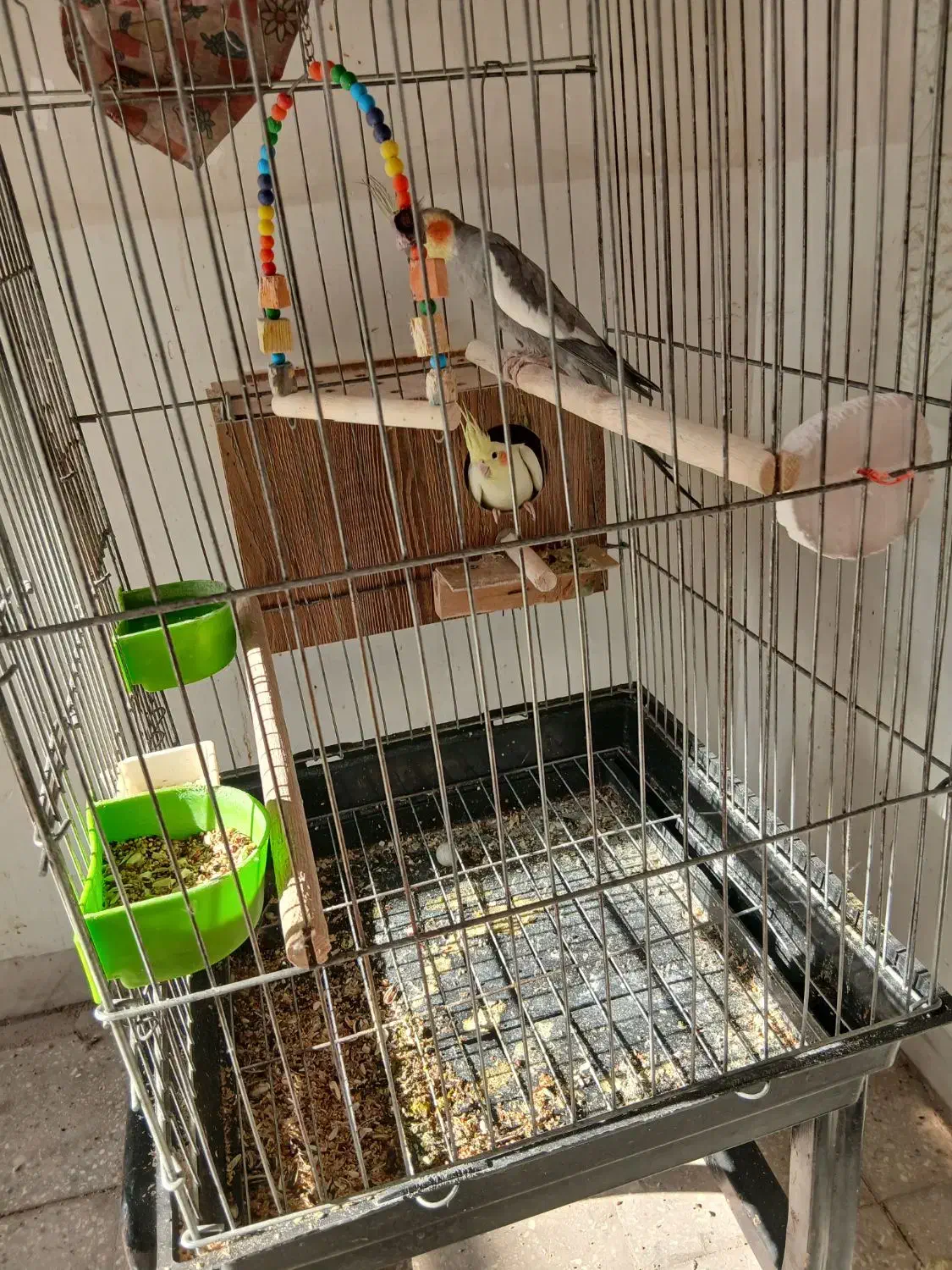 فروش یک جفت عروس با جوجه|پرنده|یزد, |دیوار