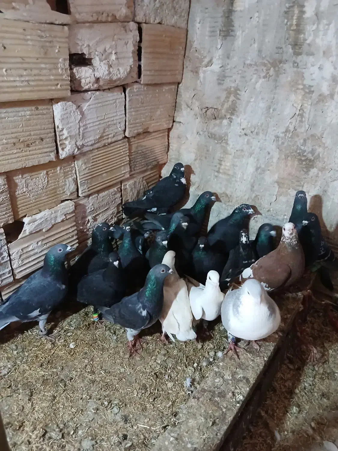 فروشی|پرنده|خوشاب, |دیوار