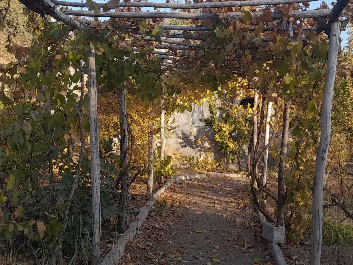 باغ ۱۰۰۰متری همراه با اتاق|فروش دفتر صنعتی، کشاورزی، تجاری|سامان, |دیوار