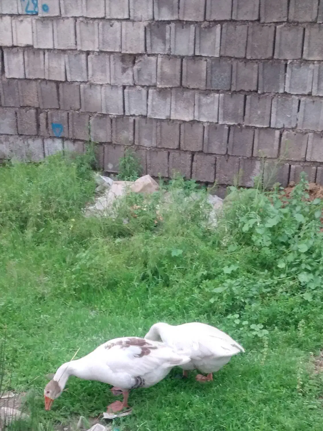 غاز|حیوانات مزرعه|شوش, |دیوار