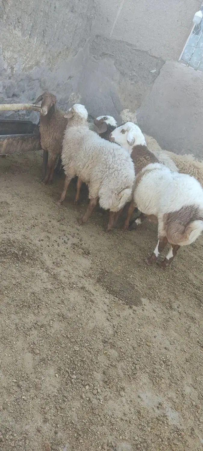 بره ماده بشرط آزمایش|حیوانات مزرعه|کوهسرخ, |دیوار