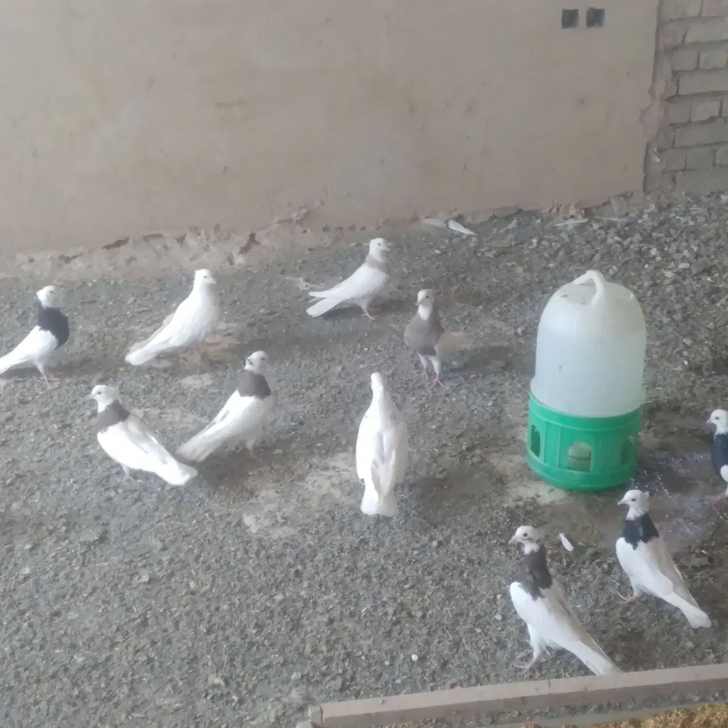 طوقی|پرنده|دهگلان, |دیوار