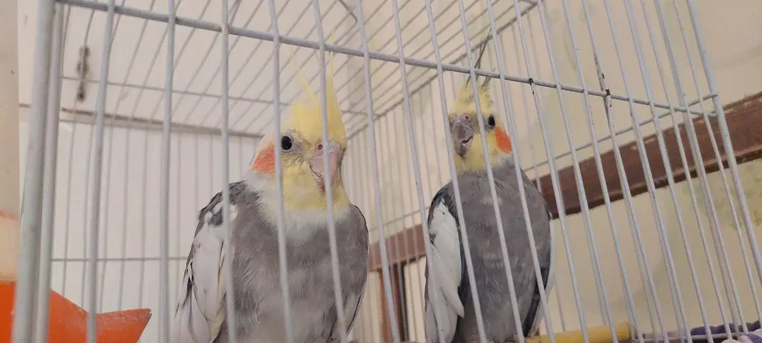 عروس هلندی گل باقالی جوان|پرنده|اندیشه, اندیشه فاز ۵|دیوار