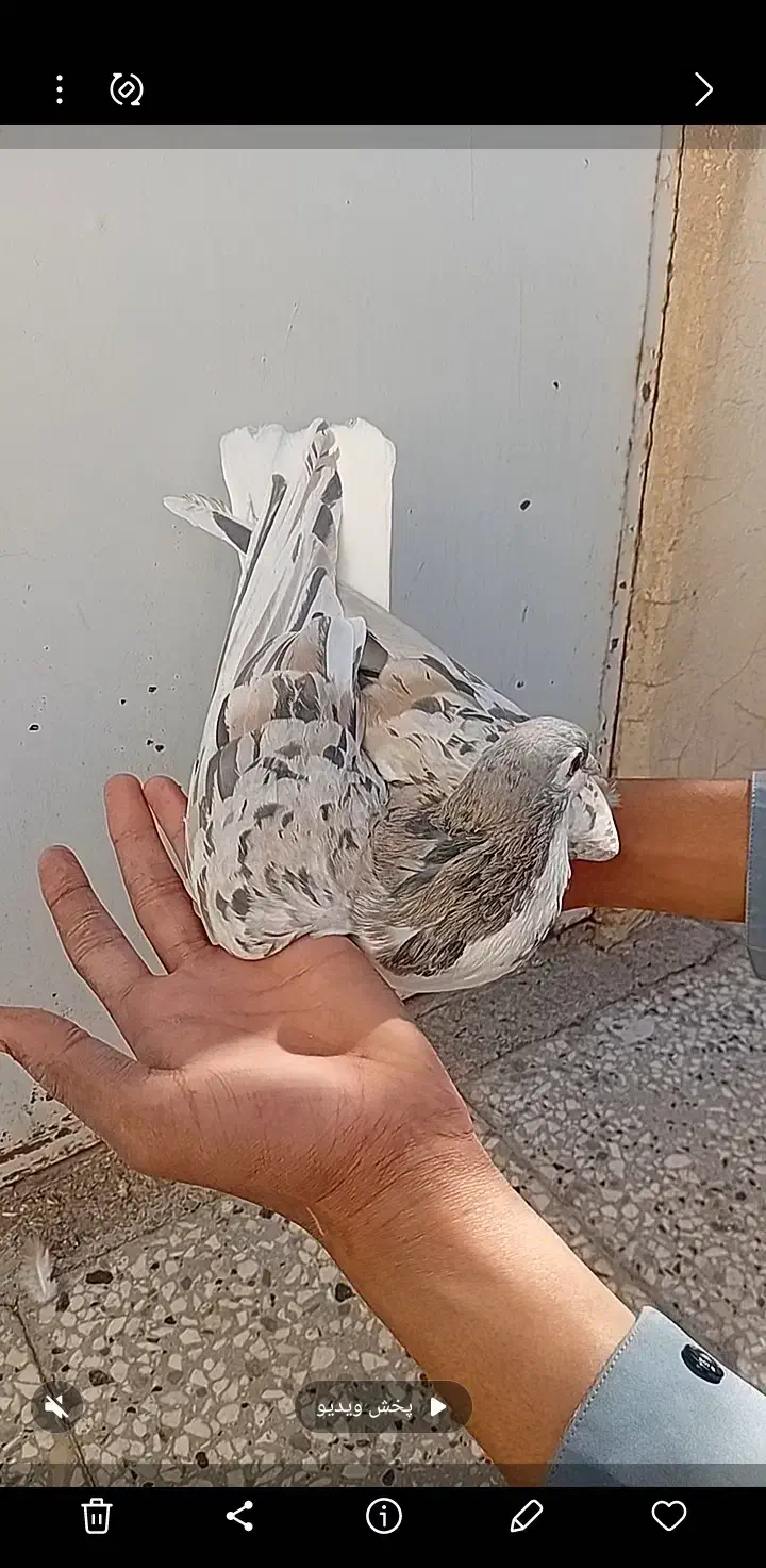 ۴ عدد ساده هفرنگ عتیقه|پرنده|تربتحیدریه, بی بی حسنیه|دیوار