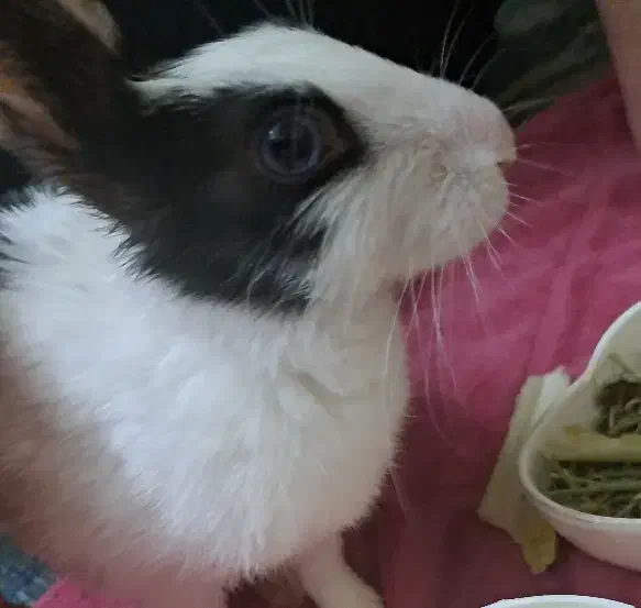 واگذاری بچه خرگوش|موش و خرگوش|زنجان, |دیوار