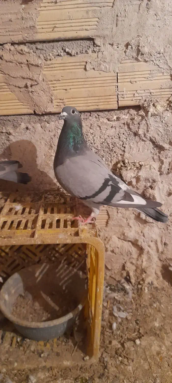 کفتر مسافتی ماده|پرنده|اهر, |دیوار