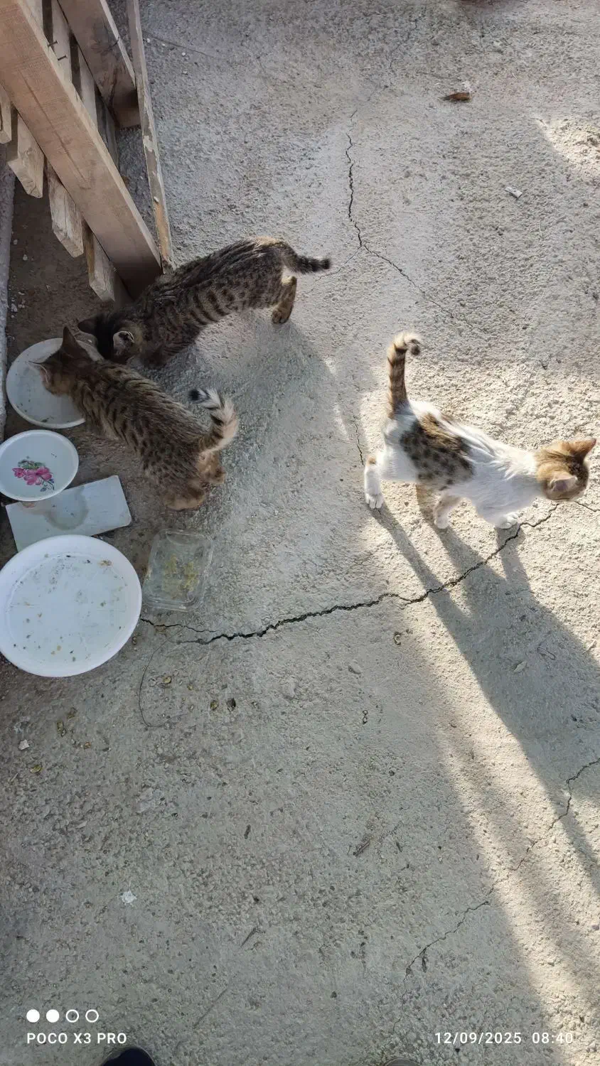 واگذاری بچه گربه|گربه|کوار, |دیوار