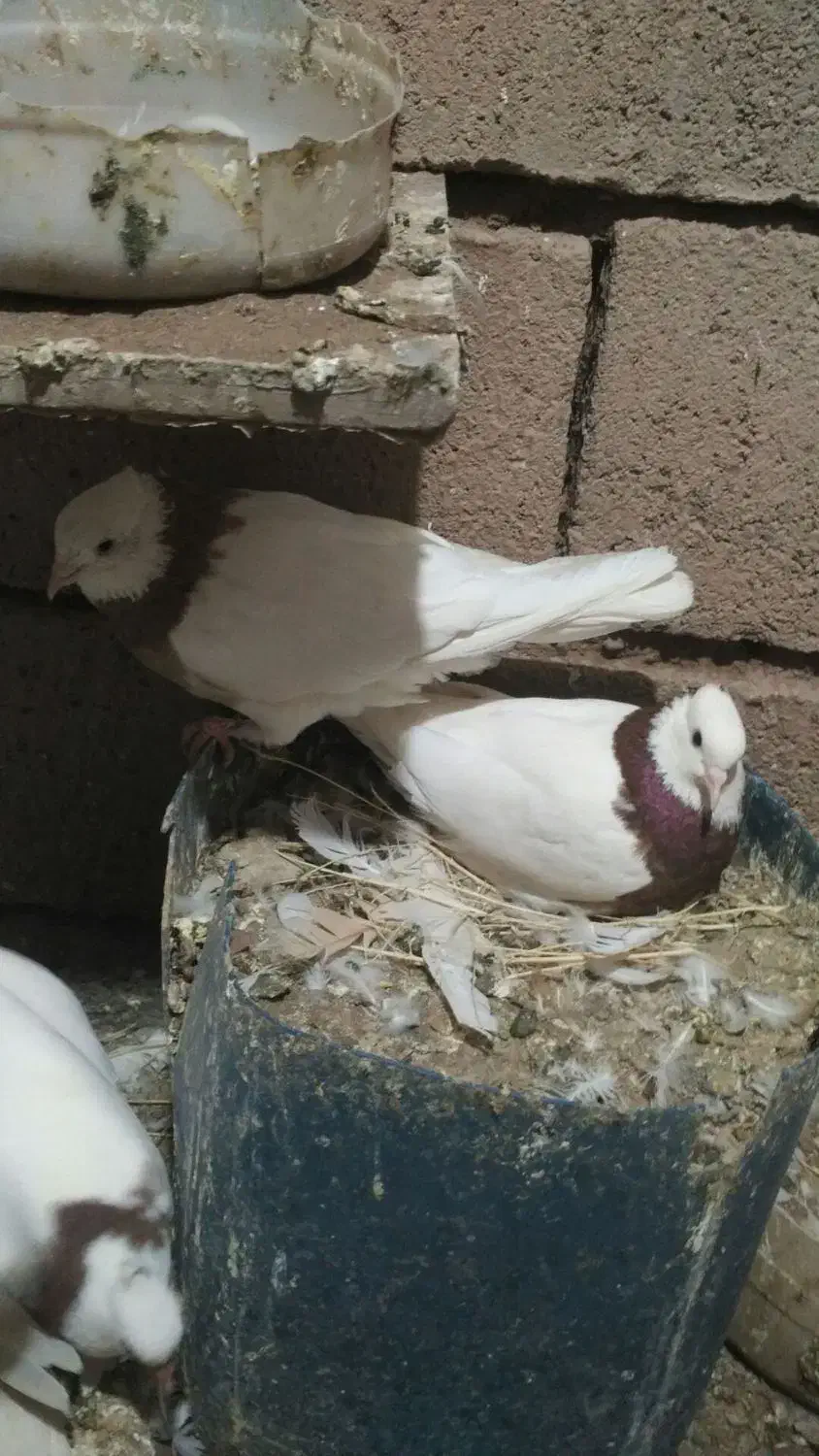 کفترطوقی‌ذات‌هفرنگ‌|پرنده|شامکان, |دیوار