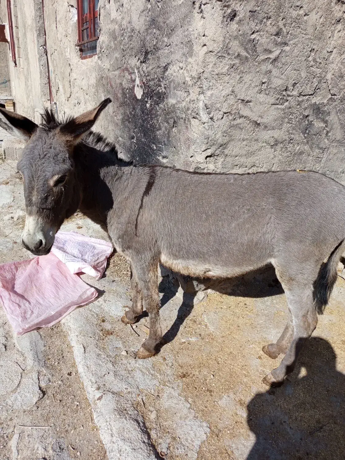 الاغ|حیوانات مزرعه|لوداب, |دیوار