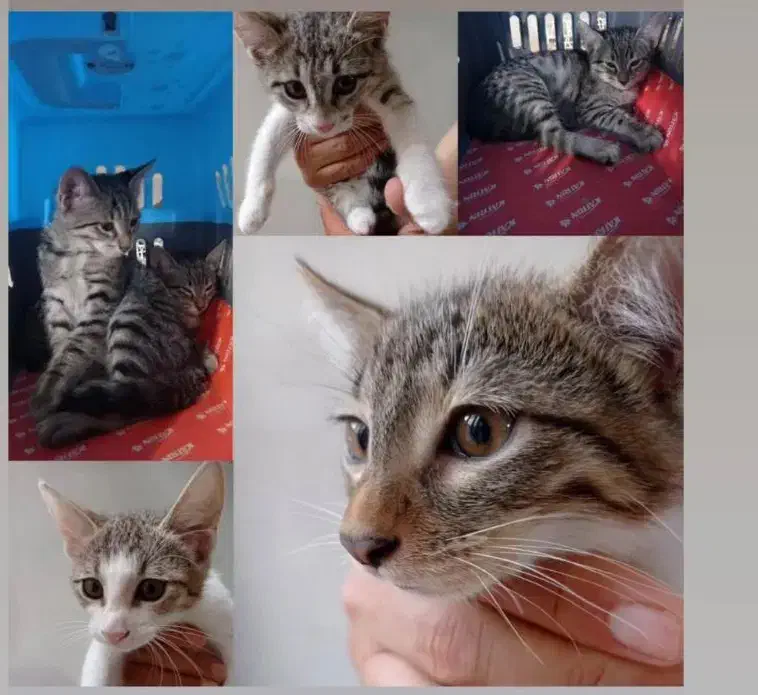 بچه گربه|گربه|رشت, جانبازان|دیوار