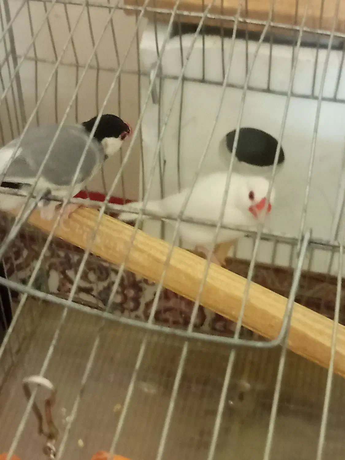 فنچ نرگسی جفت|پرنده|اسلامشهر, مسکن مهر اسلاشهر (شهرک امام خمینی)|دیوار