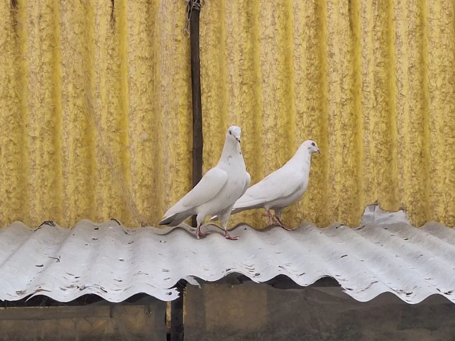 کبوتر|پرنده|تهران, امام حسین|دیوار