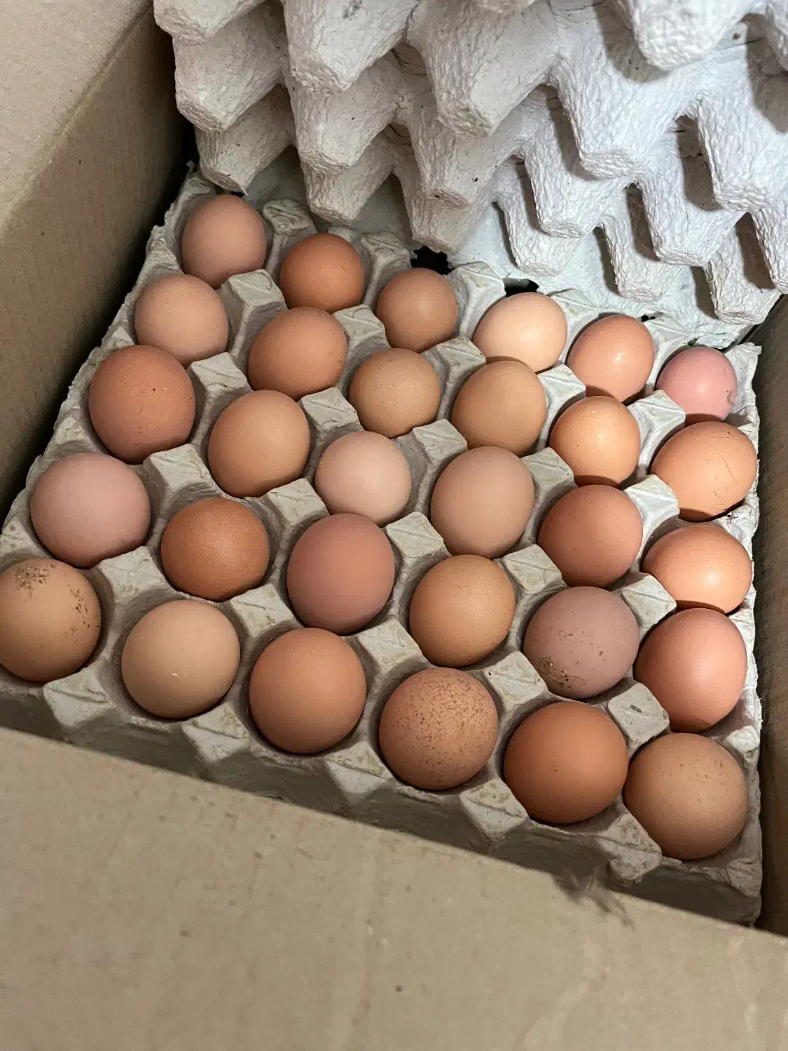 تخم مرغ محلی|خوردنی و آشامیدنی|اصفهان, آزادان|دیوار