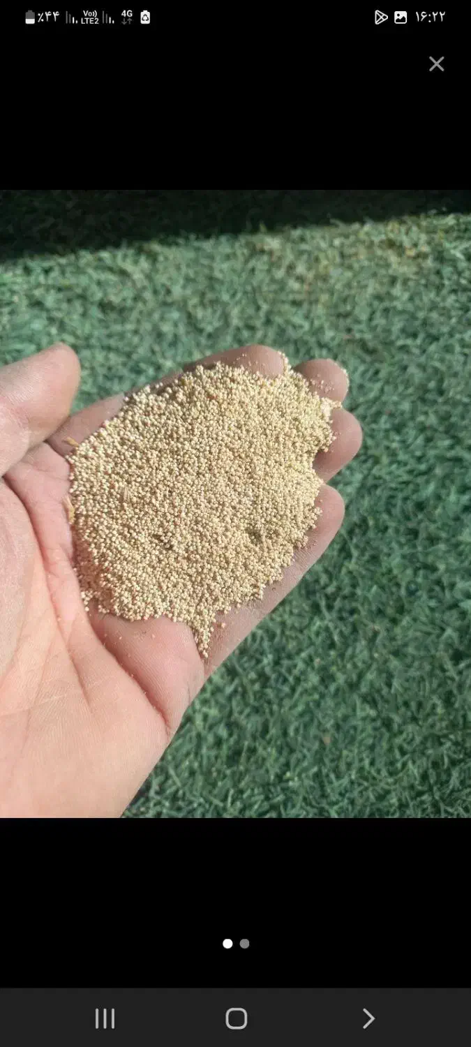 بزر درجه۱|خدمات باغبانی و درختکاری|کوهدشت, |دیوار