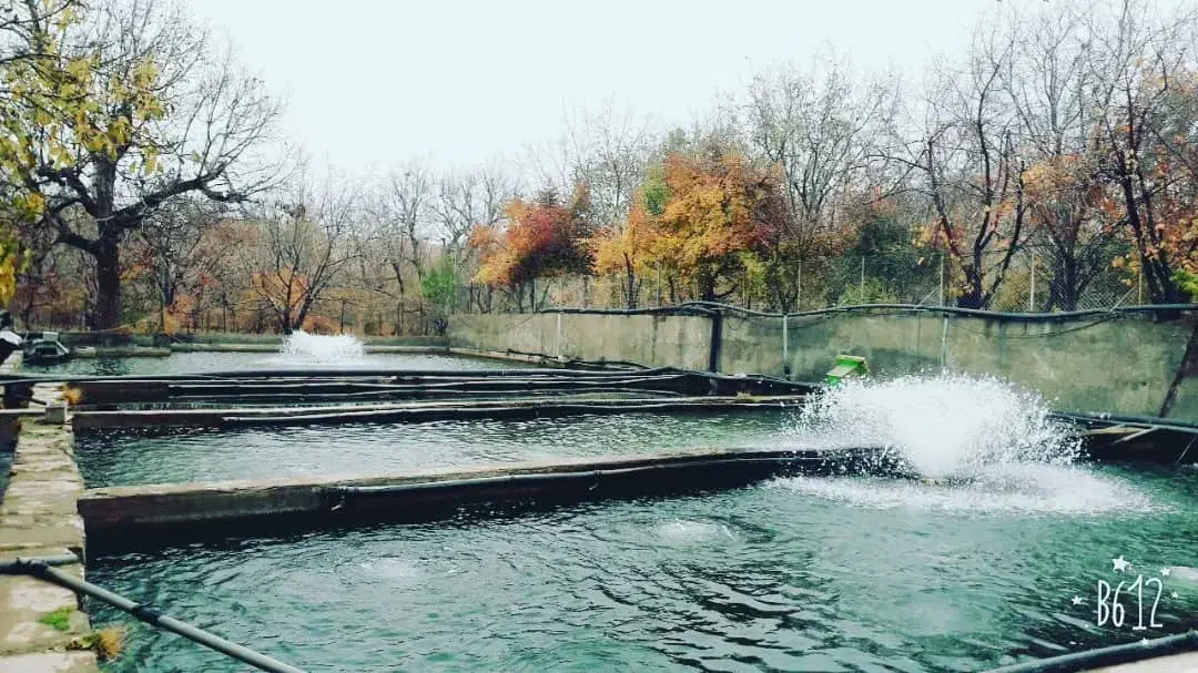 کارگر برای پرورش ماهی|استخدام صنعتی، فنی، مهندسی|سراب, |دیوار